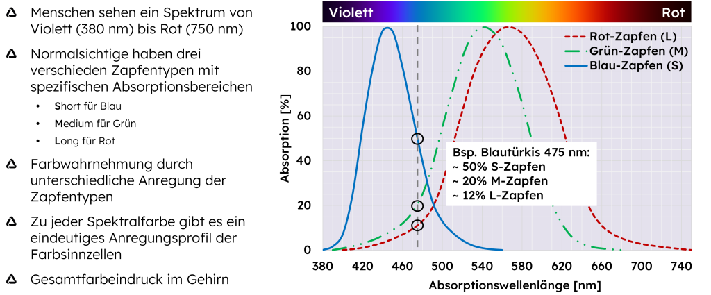 Farbwahrnehmung von Normalsichtigen
- Menschen sehen ein Spektrum von Violett (380 nm) bis Rot (750 nm)
- Normalsichtige haben drei verschieden Zapfentypen mit spezifischen Absorptionsbereichen
-- Short für Blau
-- Medium für Grün
-- Long für Rot
- Farbwahrnehmung durch unterschiedliche Anregung der Zapfentypen
- Zu jeder Spektralfarbe gibt es ein eindeutiges Anregungsprofil der Farbsinnzellen
- Gesamtfarbeindruck im Gehirn.