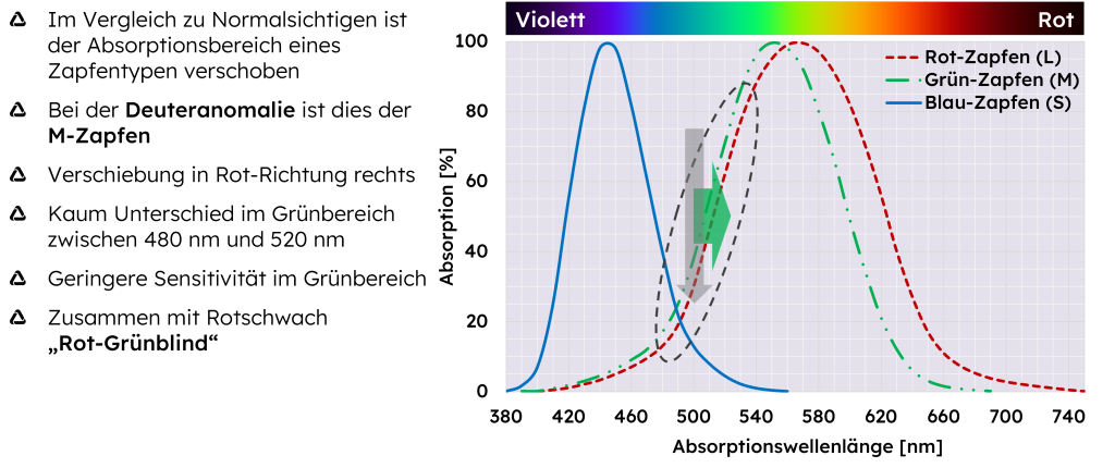 Farbwahrnehmung von Grünschwachen
- Im Vergleich zu Normalsichtigen ist der Absorptionsbereich eines Zapfentypen verschoben
- Bei der Deuteranomalie ist dies der M-Zapfen
- Verschiebung in Rot-Richtung rechts
- Kaum Unterschied im Grünbereich zwischen 480 nm und 520 nm
- Geringere Sensitivität im Grünbereich
- Zusammen mit Rotschwach„Rot-Grünblind“.