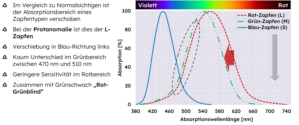 Farbwahrnehmung von Rotschwachen
- Im Vergleich zu Normalsichtigen ist der Absorptionsbereich eines Zapfentypen verschoben
- Bei der Protanomalie ist dies der L-Zapfen
- Verschiebung in Blau-Richtung links
- Kaum Unterschied im Grünbereich zwischen 470 nm und 510 nm
- Geringere Sensitivität im Rotbereich
- Zusammen mit Grünschwach „Rot-Grünblind“.