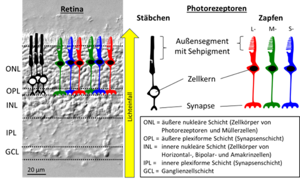 Die lichtempfindlichen Photorezeptoren in der Retina.